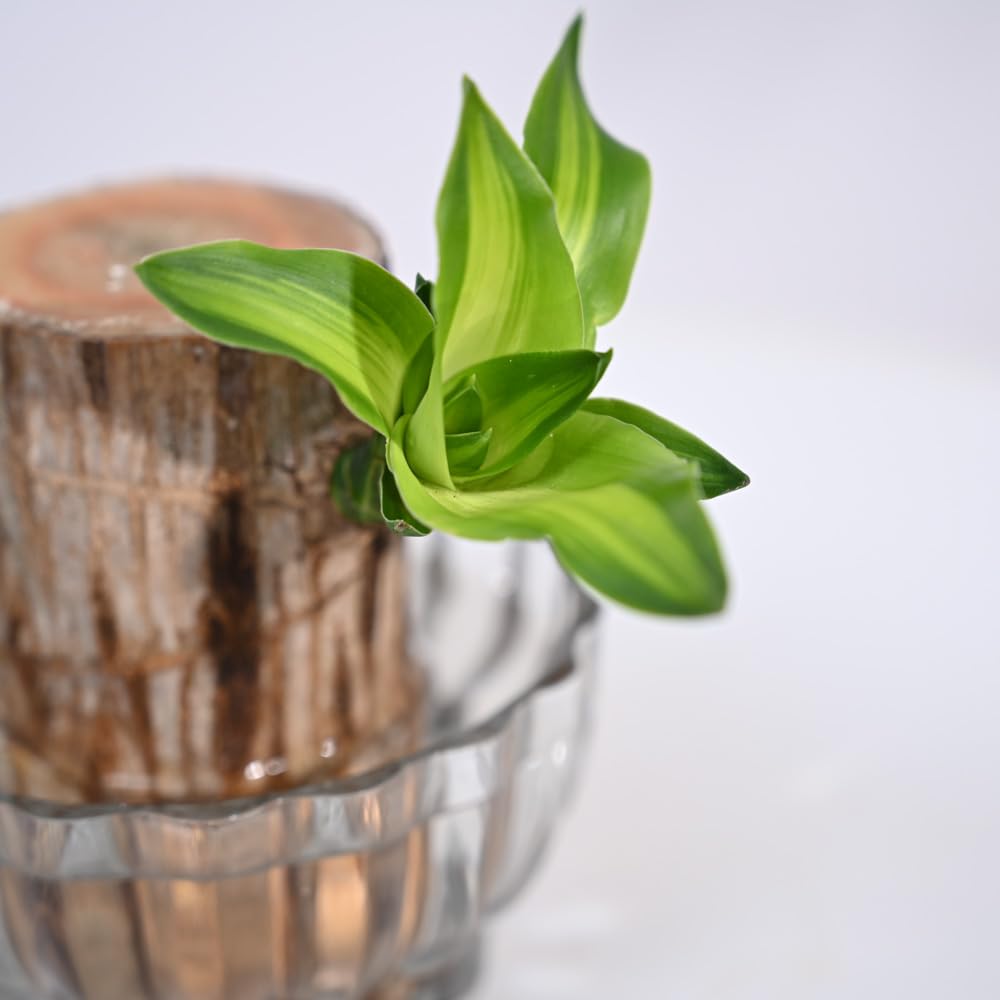 UM - 1 Lucky Brazilian Wood Live Plant with Elegant Lotus Glass Bowl | Perfect Indoor Plant for Home, Office, Living Room, Kitchen & Desk Décor