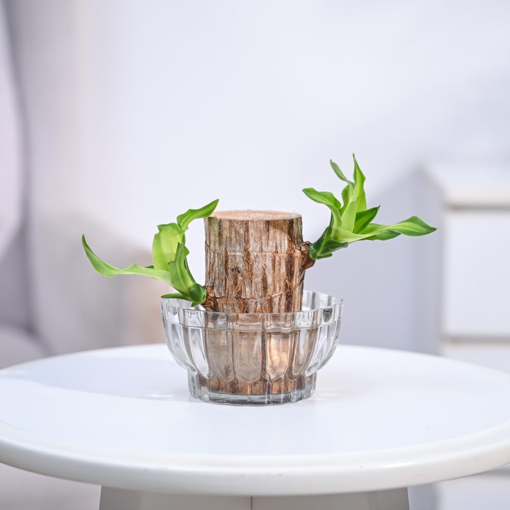 UM - 1 Lucky Brazilian Wood Live Plant with Elegant Lotus Glass Bowl | Perfect Indoor Plant for Home, Office, Living Room, Kitchen & Desk Décor
