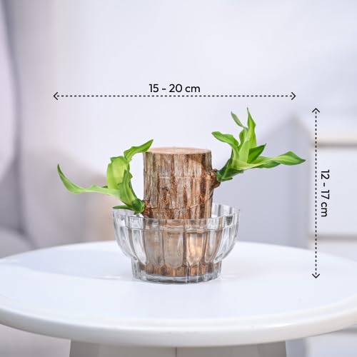 UM - 1 Lucky Brazilian Wood Live Plant with Elegant Lotus Glass Bowl | Perfect Indoor Plant for Home, Office, Living Room, Kitchen & Desk Décor