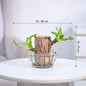 UM - 1 Lucky Brazilian Wood Live Plant with Elegant Lotus Glass Bowl | Perfect Indoor Plant for Home, Office, Living Room, Kitchen & Desk Décor